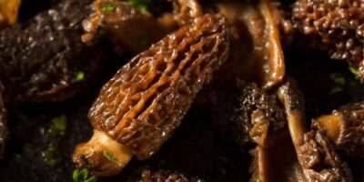 17 meilleures recettes de champignons Morel