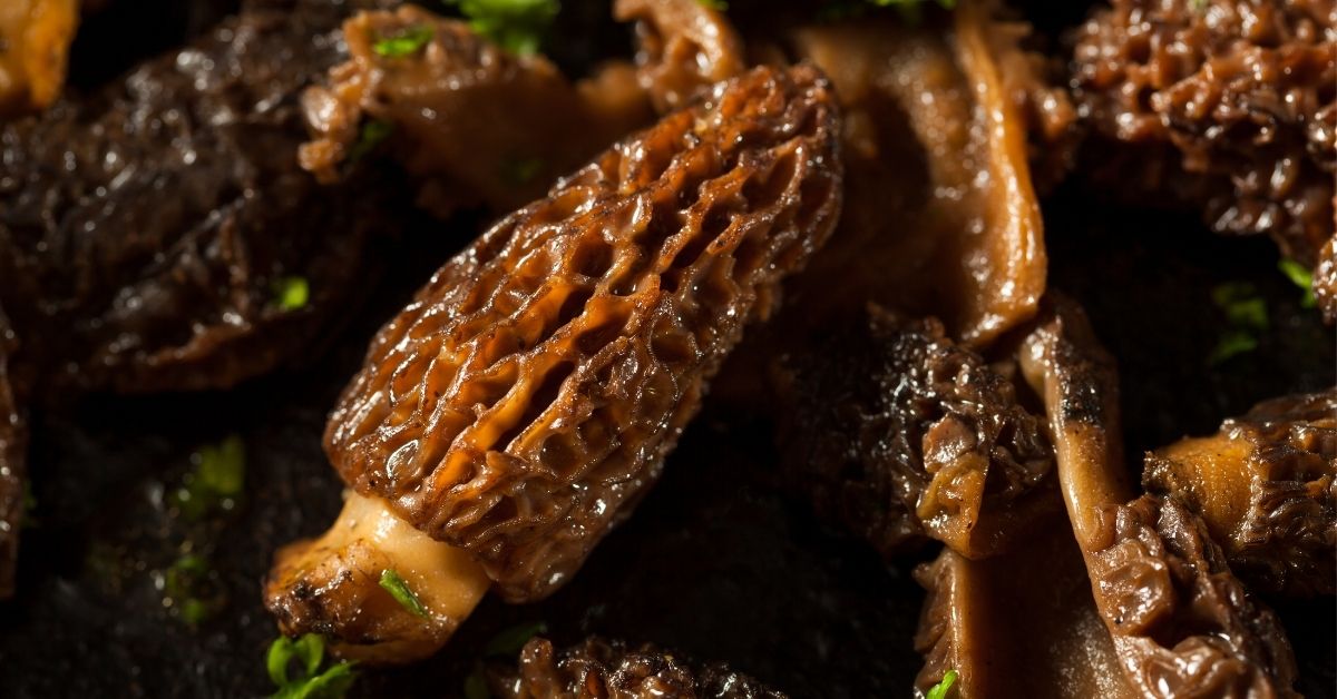 17 meilleures recettes de champignons Morel
