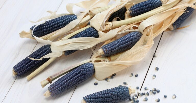 15 légumes bleus du monde entier