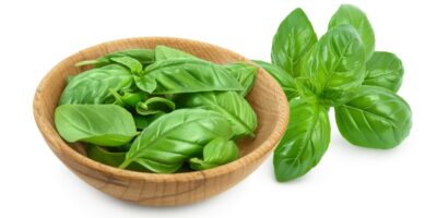 10 substituts au basilic (meilleures options)