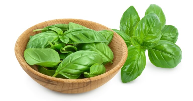 10 substituts au basilic (meilleures options)