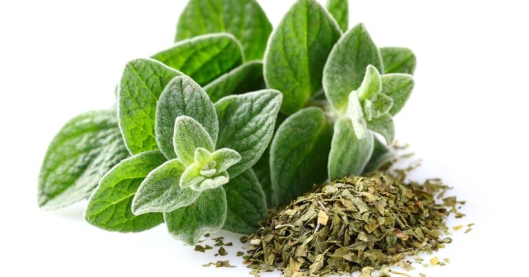 13 substituts à l'origan (meilleures alternatives)