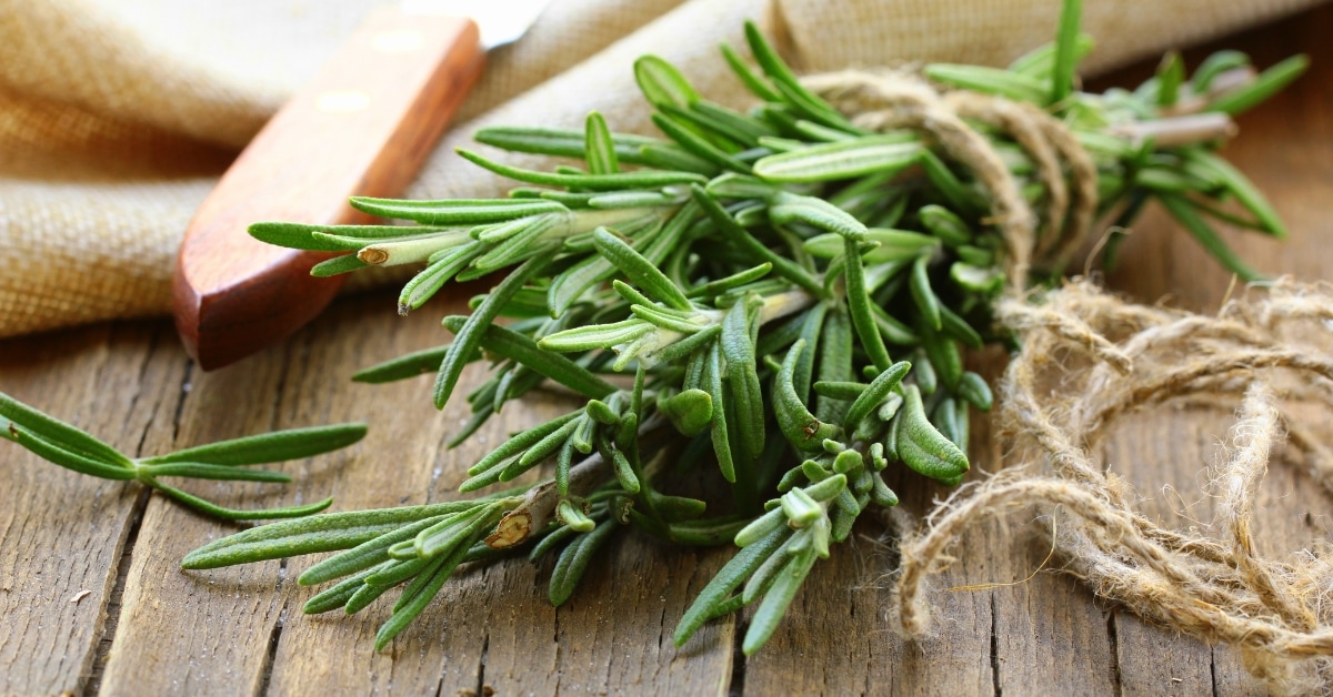 13 substituts au romarin (meilleures alternatives)