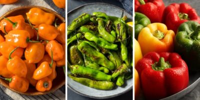 25 types différents de poivrons et comment les utiliser
