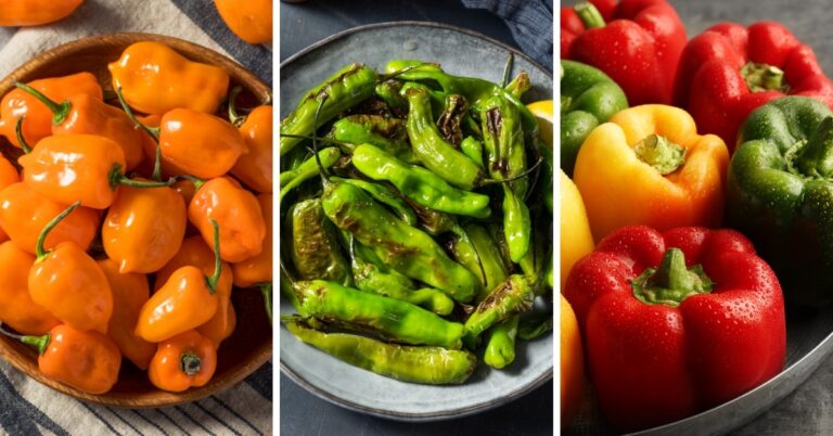 25 types différents de poivrons et comment les utiliser