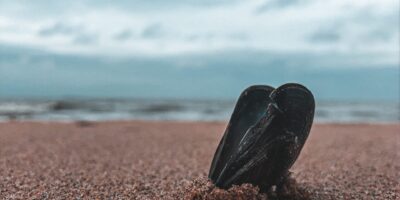 Comment réchauffer des moules ?