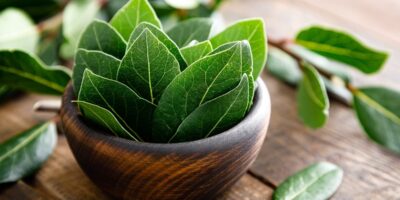 Que sont les feuilles de laurier (+ comment les utiliser)