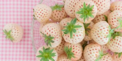 Que sont les fraises blanches ?