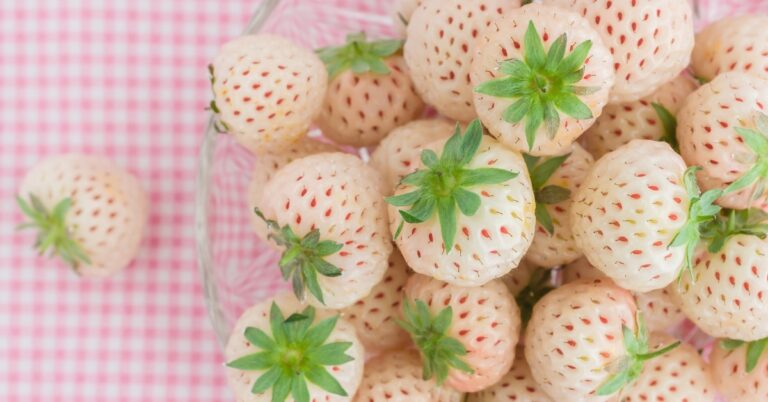 Que sont les fraises blanches ?