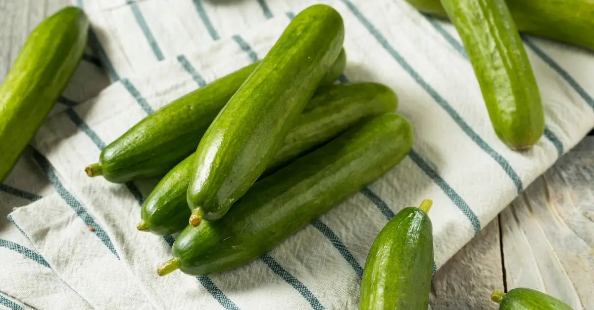 What Is a Persian Cucumber?