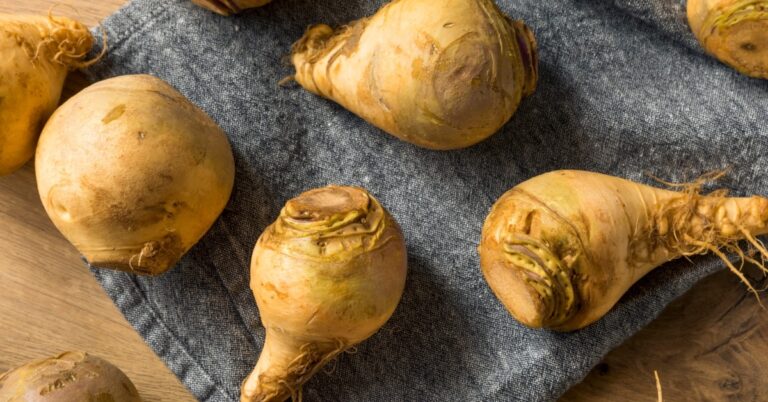 Qu’est-ce qu’un rutabaga ?  (+ Recettes populaires)
