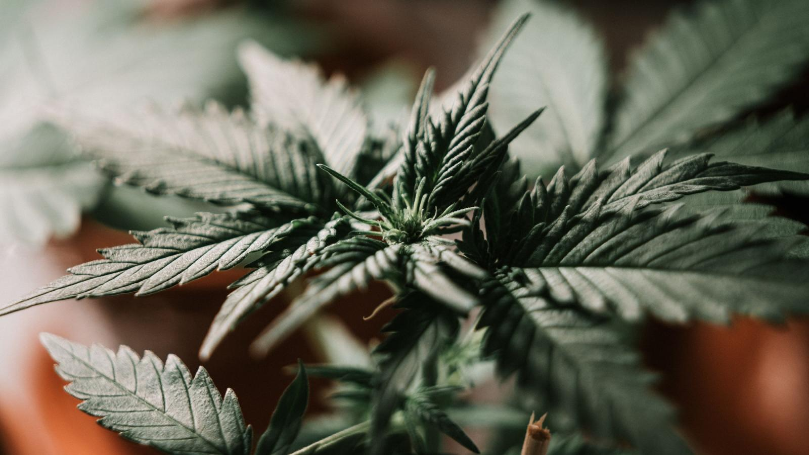 5 conseils pour réussir votre cake au CBD