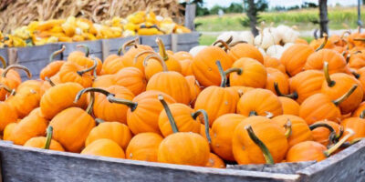 Comment faire cuire de la citrouille, plus quatre recettes faciles