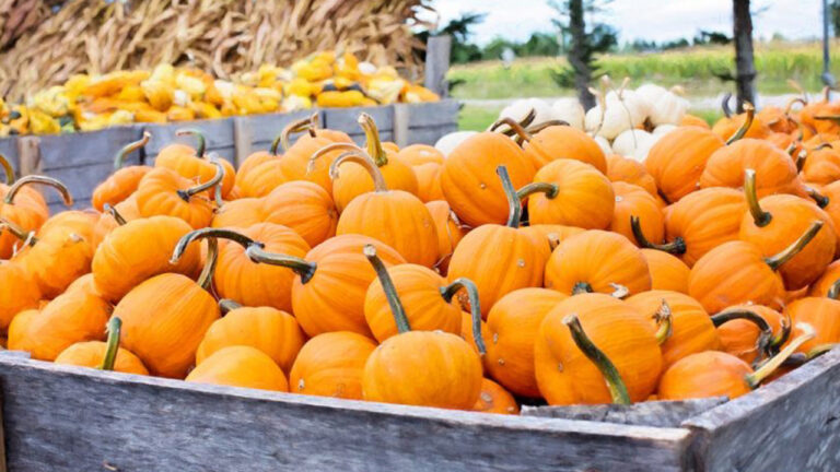 a bit wooden cart filled with orange sugar pumpkins used to make Pumpkin Purée