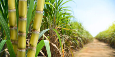 L'USDA dévoile les allocations de sucre pour 2024-2025