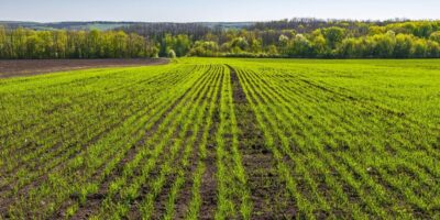 Les conditions du blé de plaine se détériorent généralement