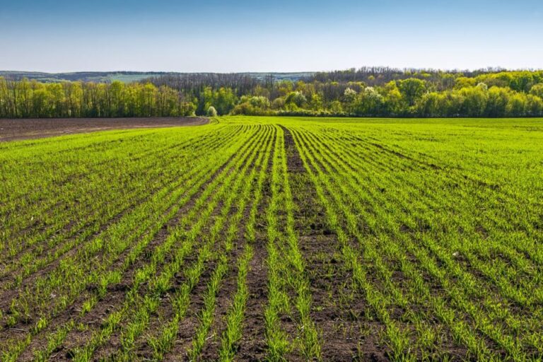 Les conditions du blé de plaine se détériorent généralement