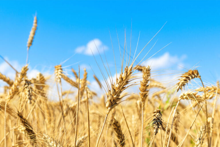 Lancement d'un fongicide pour le blé en Europe