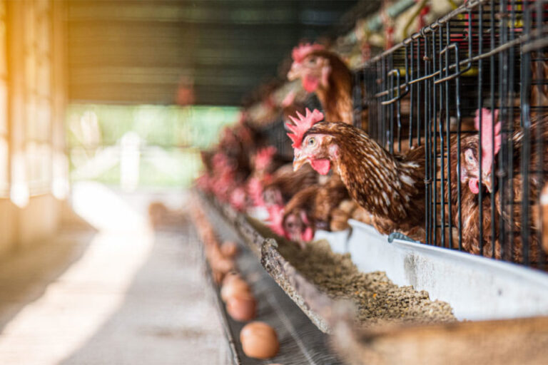 L'installation avicole de Cal-Maine ferme ses portes après la détection de l'IAHP