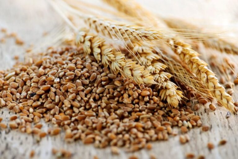 Le SHC acquiert huit installations céréalières de Cargill