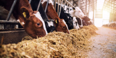 Un arrêté fédéral rend obligatoire le dépistage de l'IAHP chez les bovins laitiers