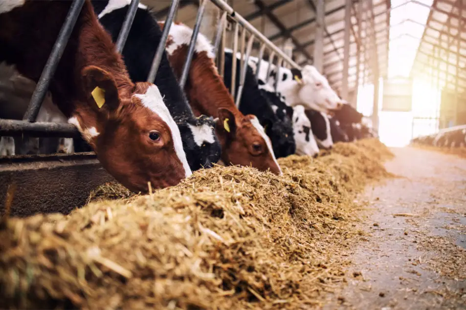 Un arrêté fédéral rend obligatoire le dépistage de l'IAHP chez les bovins laitiers