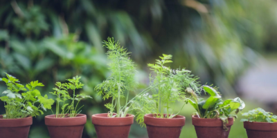 Herbes aromatiques et épices : quel est leur rôle et dans quels plats les utiliser ?