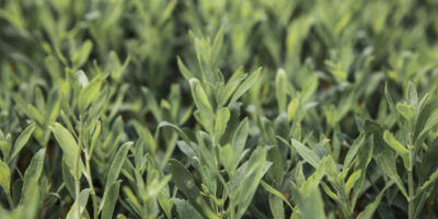 Ingredion présente une solution de stevia clean label