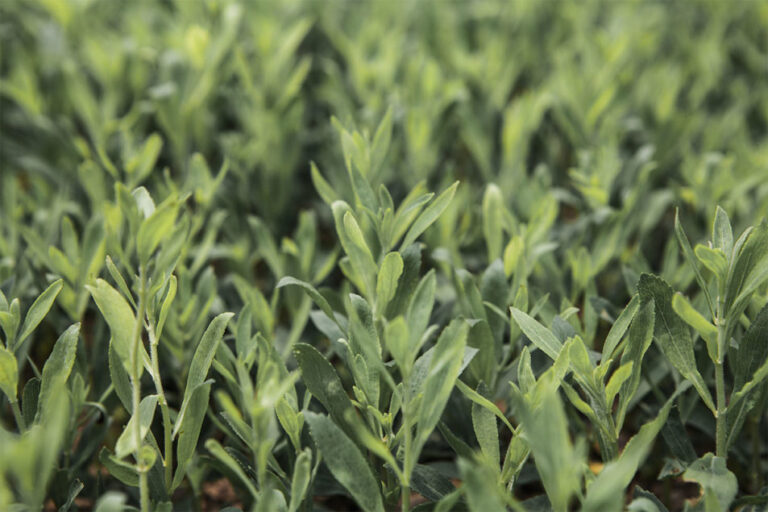 Ingredion présente une solution de stevia clean label