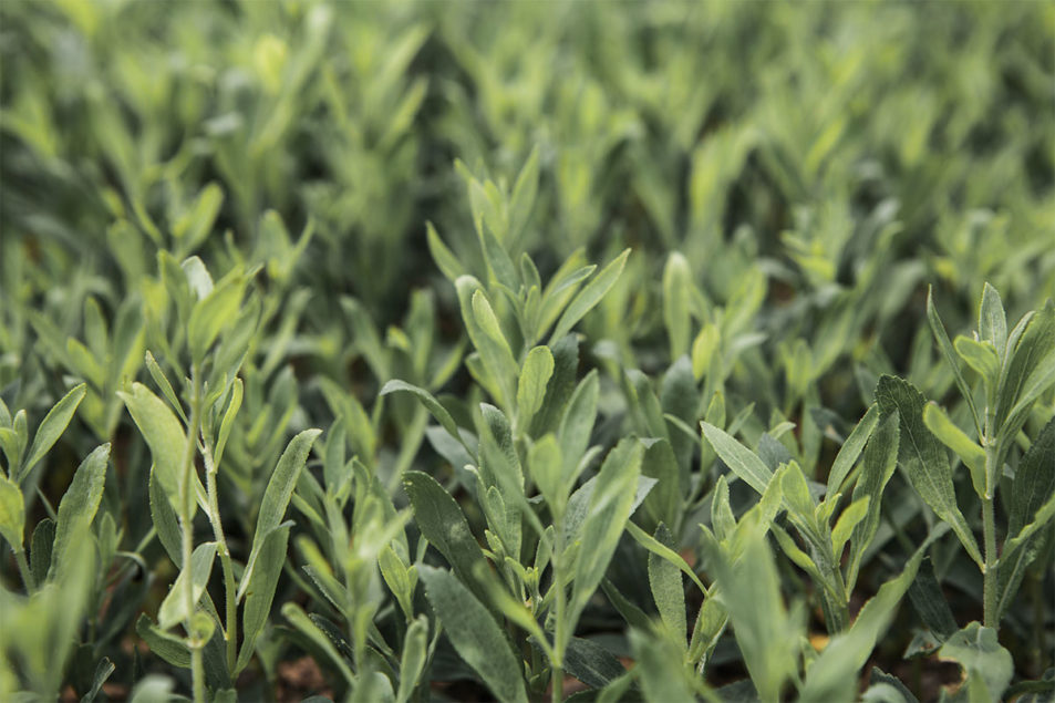 Ingredion présente une solution de stevia clean label