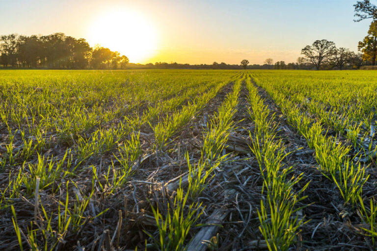 ADM relève son objectif 2025 pour l’agriculture régénérative