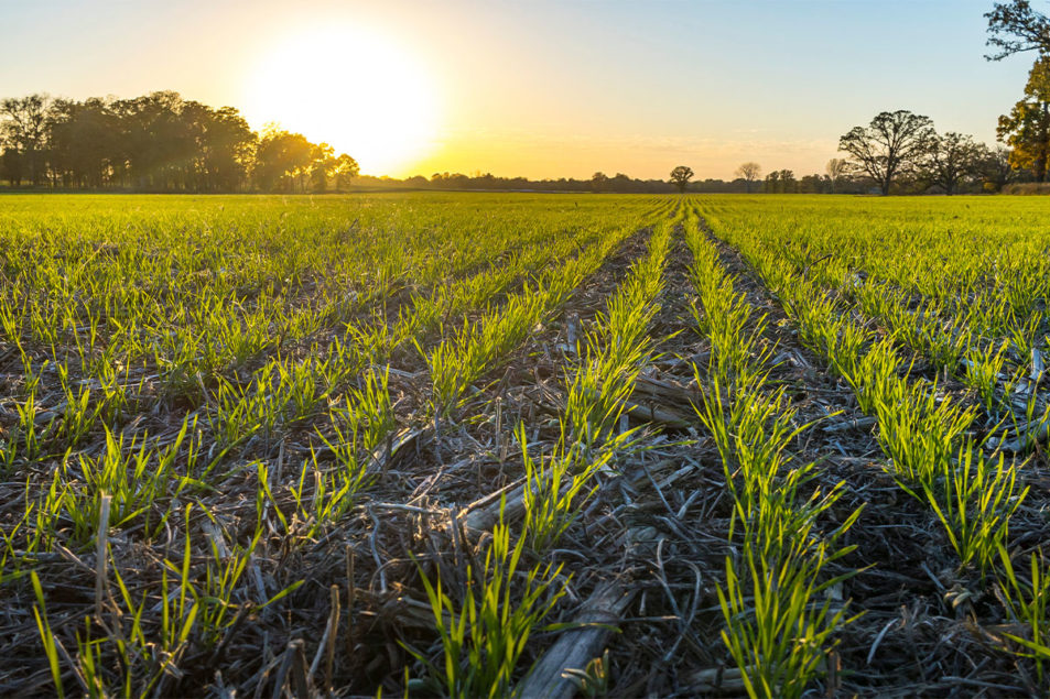 ADM relève son objectif 2025 pour l’agriculture régénérative