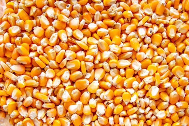 Grains de maïs utilisés pour fabriquer un édulcorant brazzéine