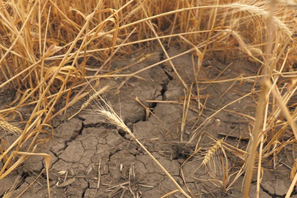 Les scouts verront probablement une récolte de blé variée au Kansas