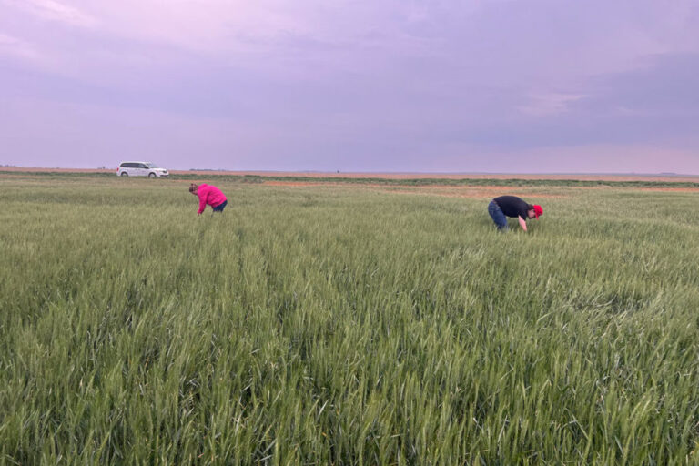 La tournée du blé fixe le rendement du Kansas à 42,4 bus par acre