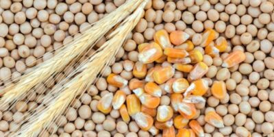L'IGC réduit ses prévisions de production céréalière