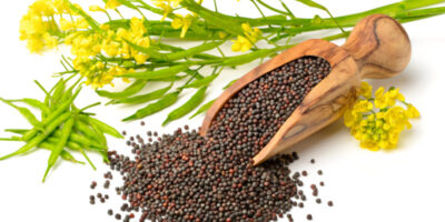 Burcon va vendre des isolats de protéines de canola