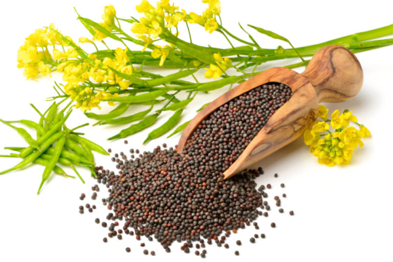 Burcon va vendre des isolats de protéines de canola