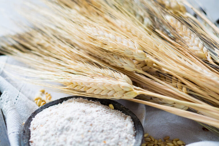 Corteva Agriscience lance le blé dur à haute teneur en fibres Trusource