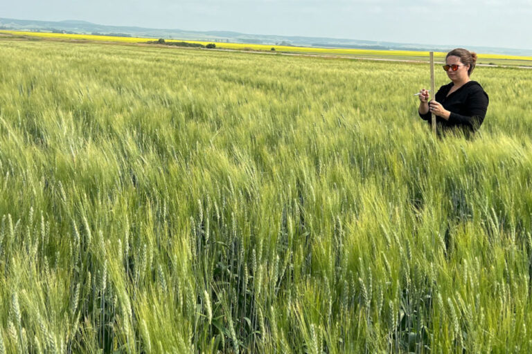 La moyenne mobile du blé atteint 53,1 bus par acre le jour 2