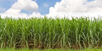 L'USDA réaffecte les allocations et les attributions de sucre