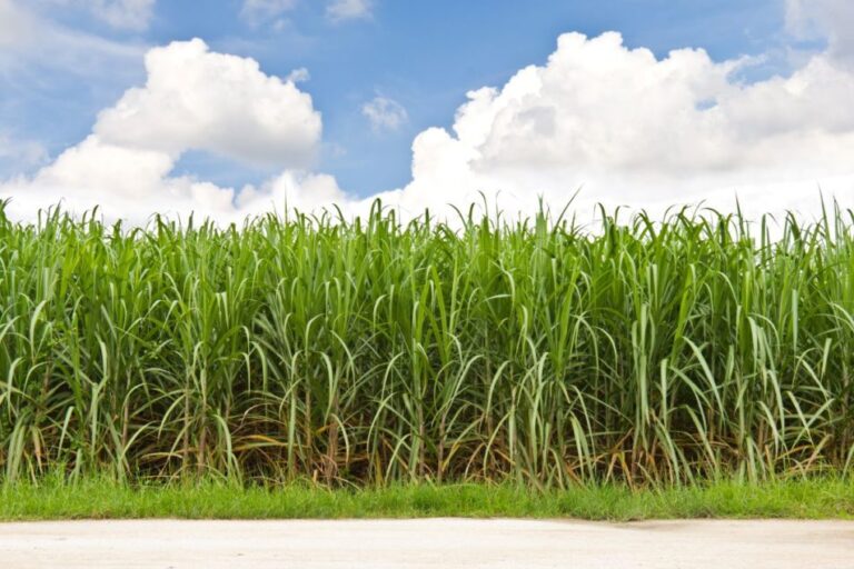 L'USDA réaffecte les allocations et les attributions de sucre