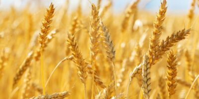 L'USDA approuve le blé HB4