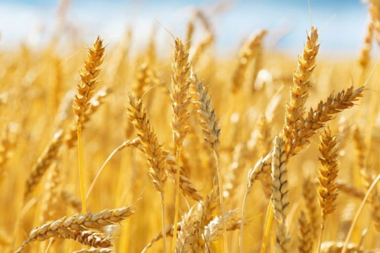 L'USDA approuve le blé HB4