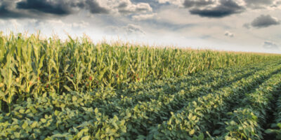 L'USDA abaisse ses prévisions pour le soja, qui sont toujours à un niveau record