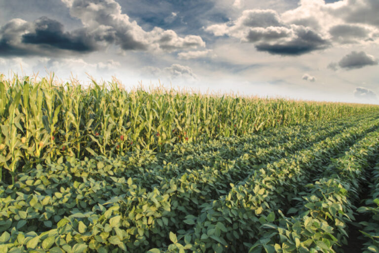 L'USDA abaisse ses prévisions pour le soja, qui sont toujours à un niveau record