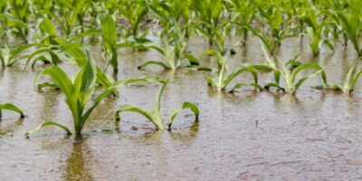 L’ouragan Helene porte un coup dur à l’agriculture américaine