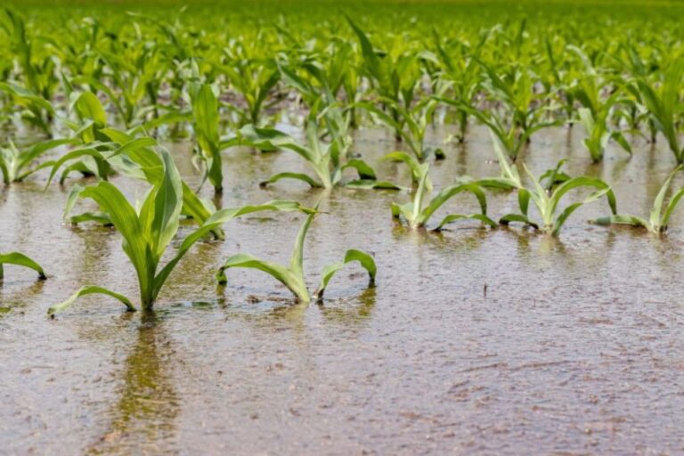 L’ouragan Helene porte un coup dur à l’agriculture américaine