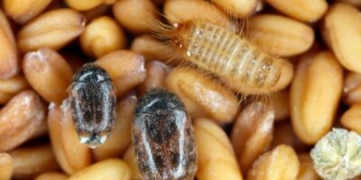 KSU s'associe à l'USDA dans le cadre d'une initiative de biosécurité des céréales