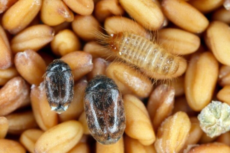 KSU s'associe à l'USDA dans le cadre d'une initiative de biosécurité des céréales